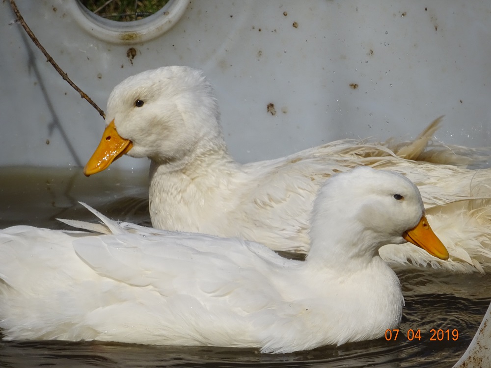 Deutsche Pekingenten, 07.04.2019