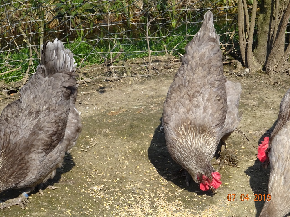 Maran blau silber, 07.04.2019