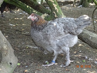 Maran blau kupfer Junghenne, 04.07.18