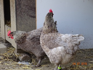 Maran blau silber Hennen, 04.07.18