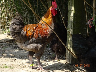 Maran blau kupfer Junghahn, 04.07.18