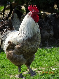 Maran blau silber Zuchthahn, 2018