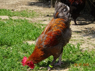 Maran blau kupfer Junghahn, 04.07.18
