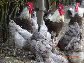 Maran blau silber, 04.07.18