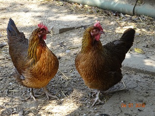 Dorking Hennen goldhalsig, 04.07.18