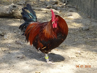 Dorking Junghahn goldhalsig, 04.07.18