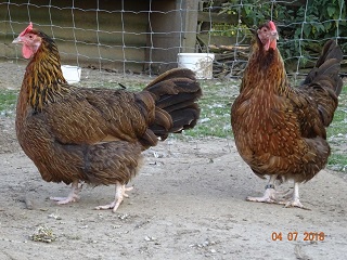 Dorking Hennen mit Rosenkamm, gold-wildfarbig. 04.07.18