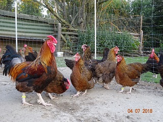 Dorking mit Rosenkamm, 04.07.18