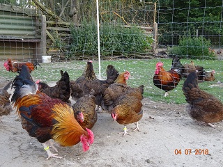 Dorking mit Rosenkamm, goldhalsig. 04.07.18