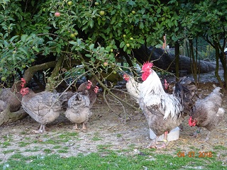 Maran blau silber, 04.07.18