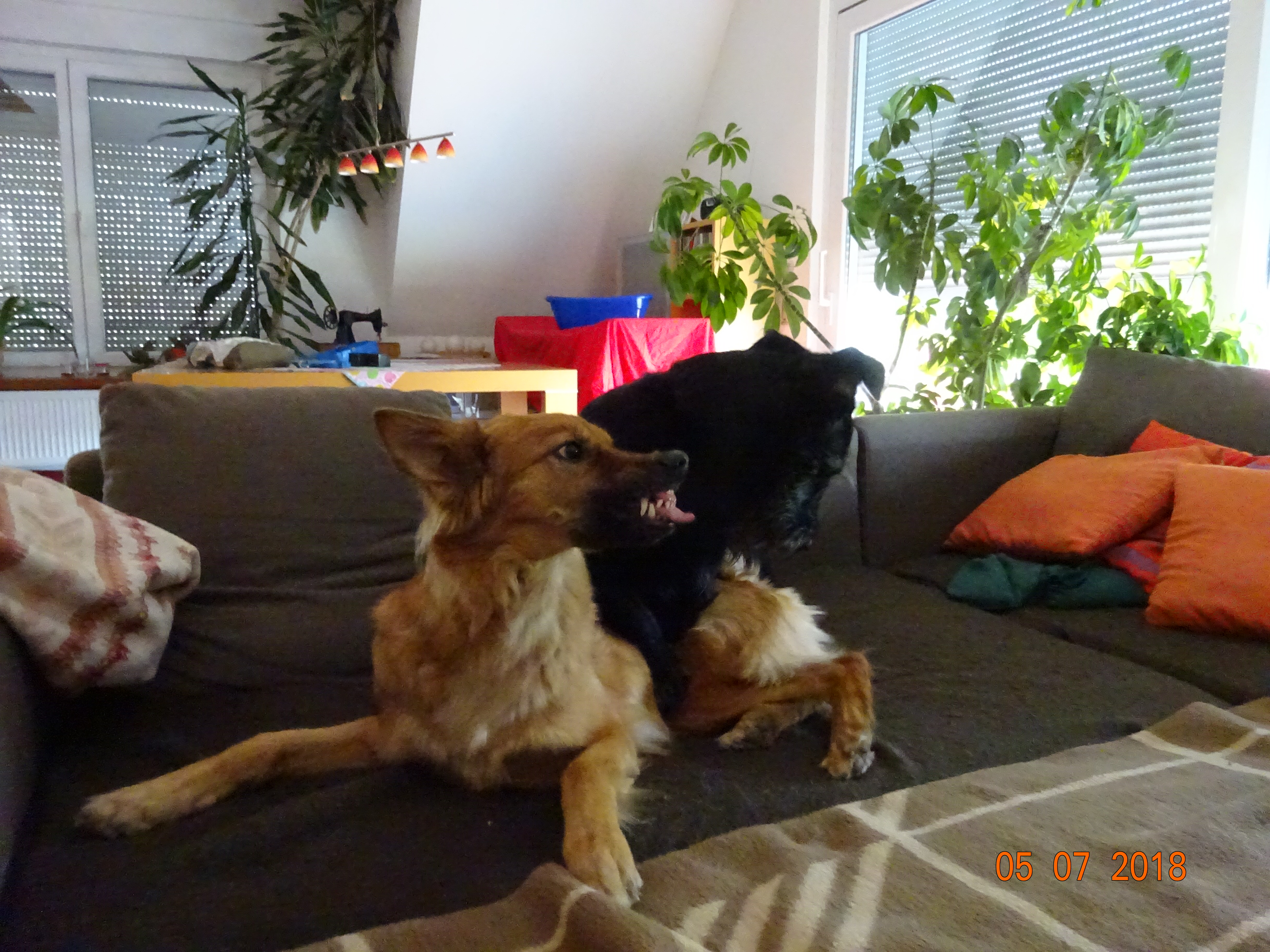 Harzer Fuchs, 04.07.2018