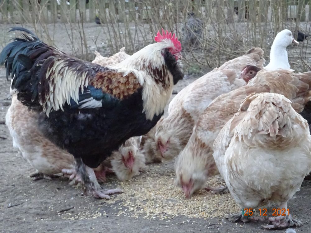 Deutsche Lachsh&uuml;hner, 25.12.2021