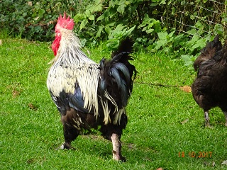 Maran schwarz-silber Zuchthahn 18.10.2017