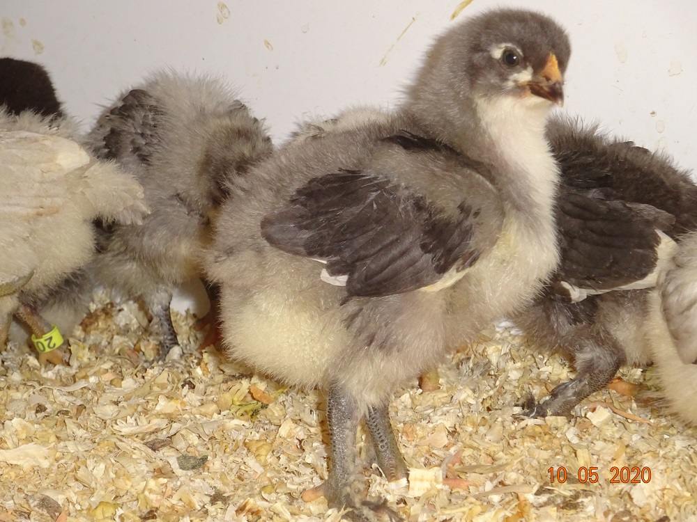 Maran blau silber, 10.05.2020