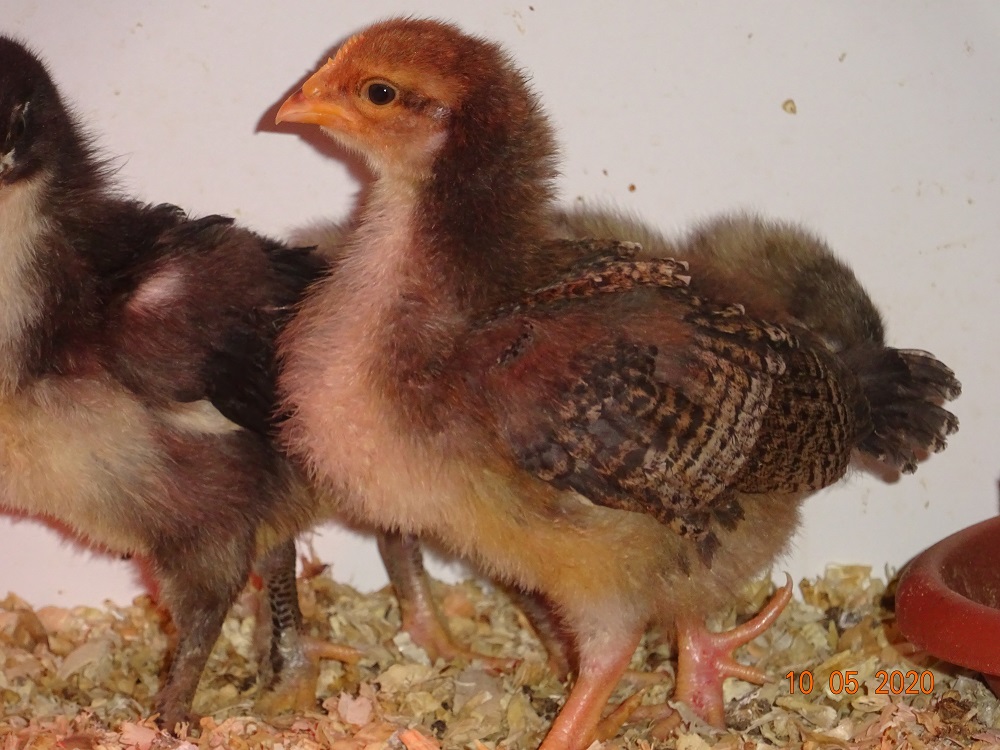 Dorking goldhalsig K&uuml;ken. 10.05.2020