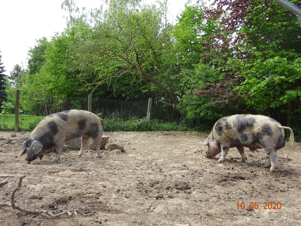 Bunte Bentheimer Schweine, 10.05.2020