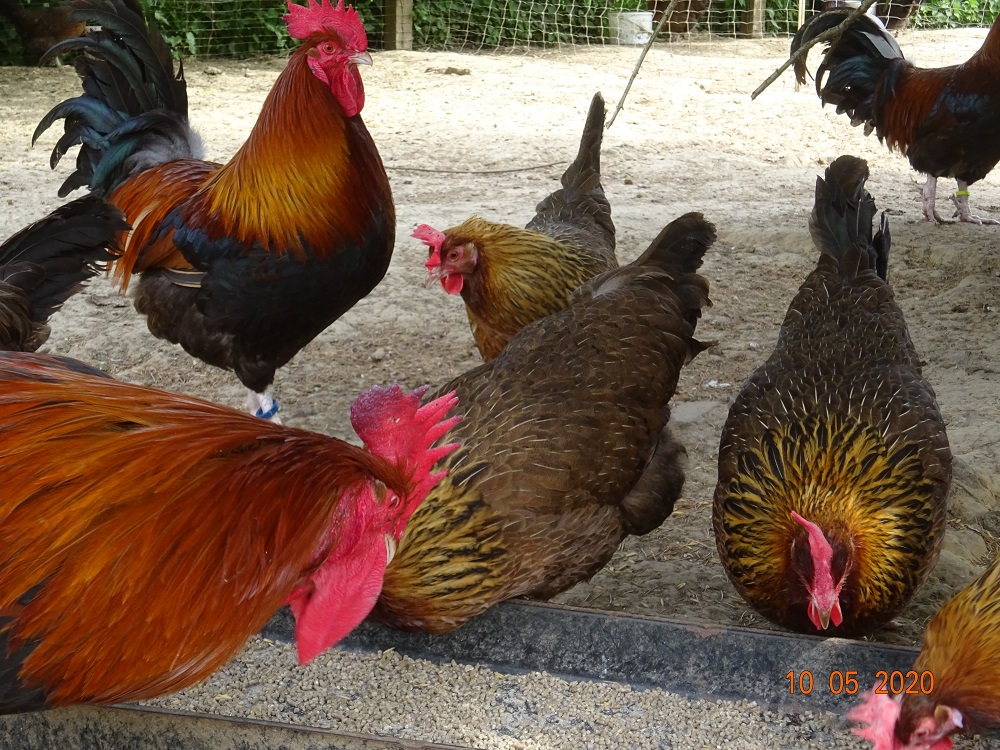 Dorking goldhalsig, Bruteier abzugeben. 10.05.2020