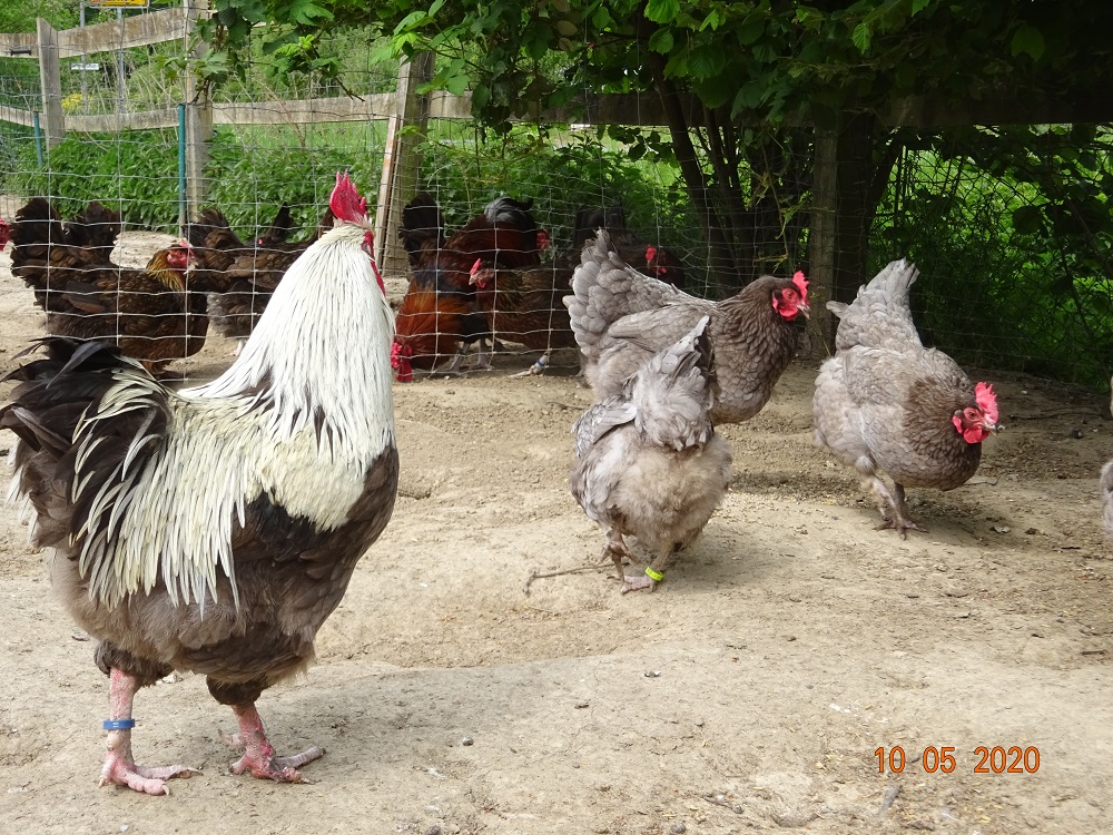 Maran blau silber Bruteier abzugeben, 10.05.2020