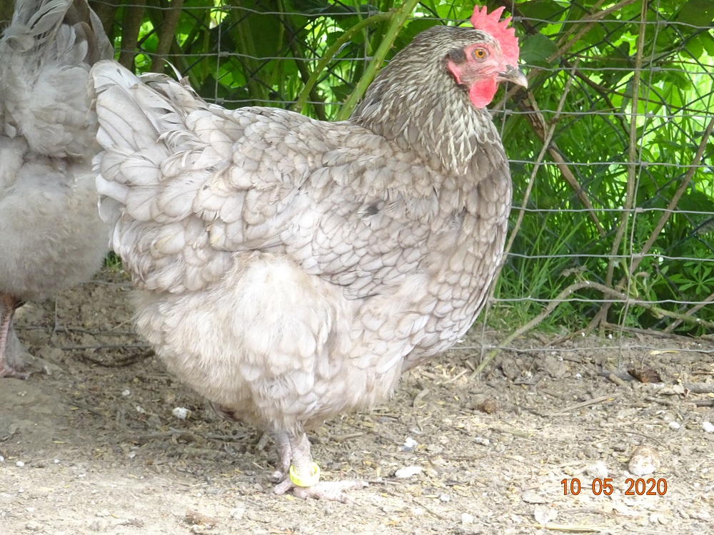 Maran blau silber Bruteier abzugeben, 10.05.2020