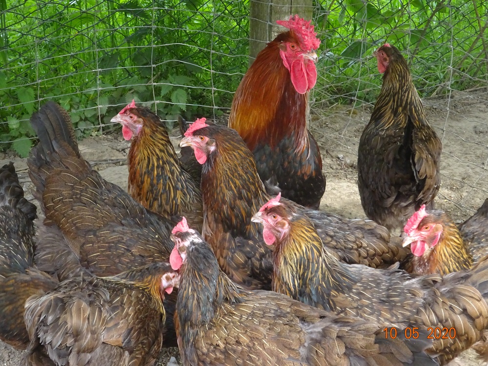 Dorking mit Rosenkamm Bruteier abzugeben, 10.05.2020