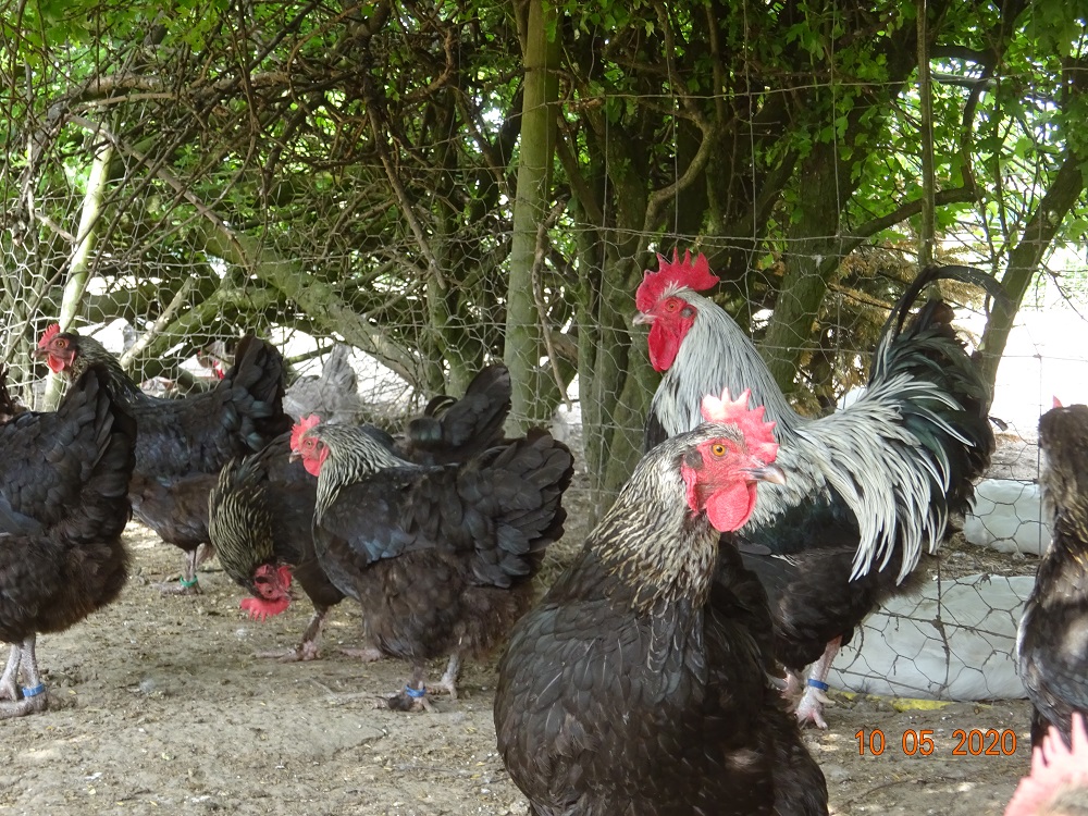 Maran schwarz silber Bruteier abzugeben, 10.05.2020