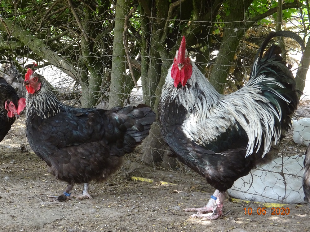 Maran schwarz silber Bruteier abzugeben, 10.05.2020