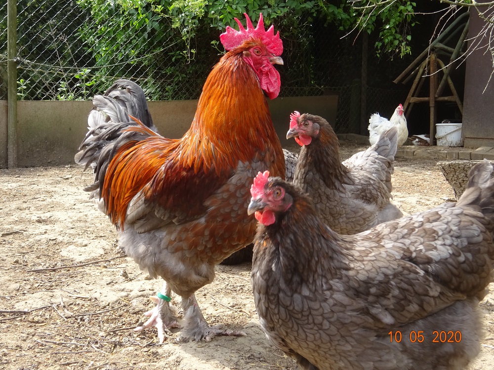 Maran blau kupfer Bruteier abzugeben, 10.05.2020