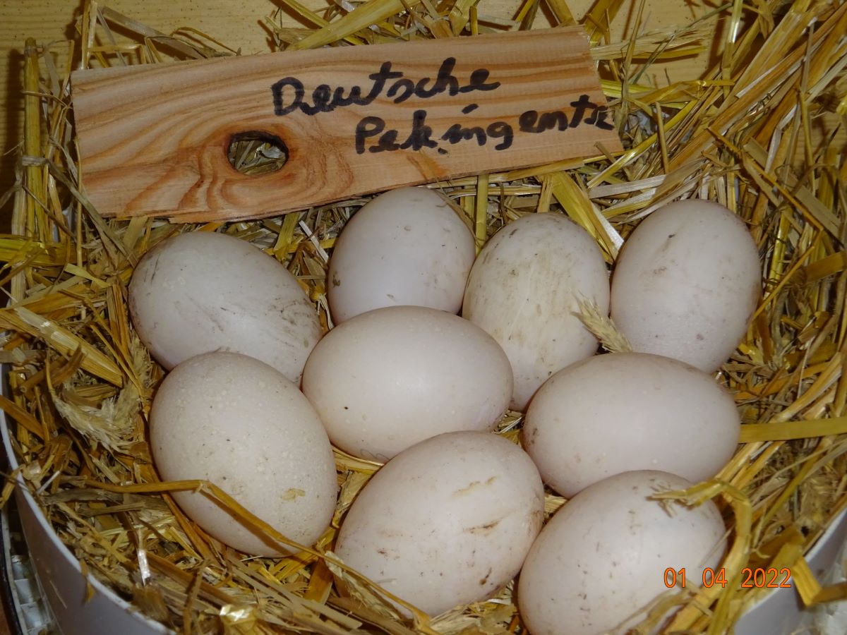 Deutsche Pekingenten Bruteier 01.04.2022