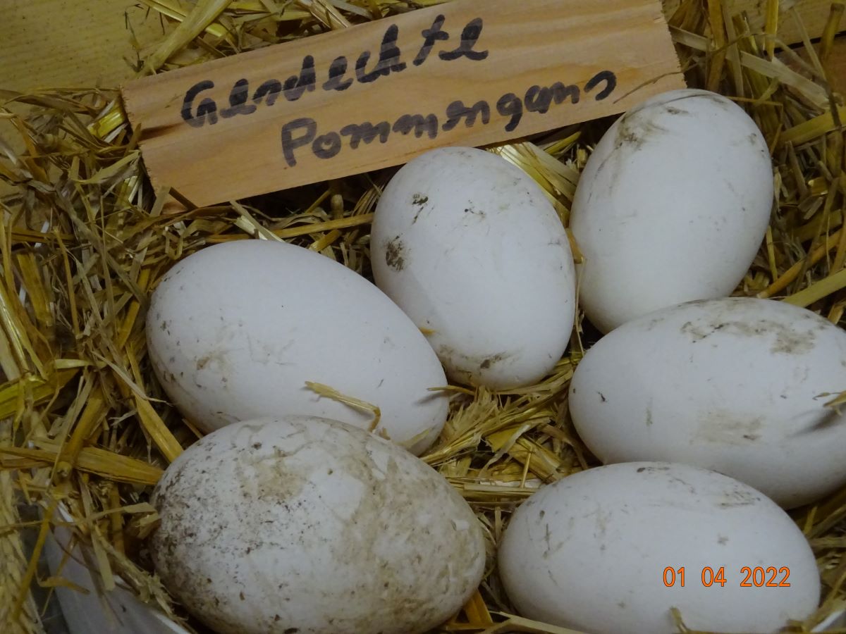 Bruteier Pommerng&auml;nse, 03.04.2021