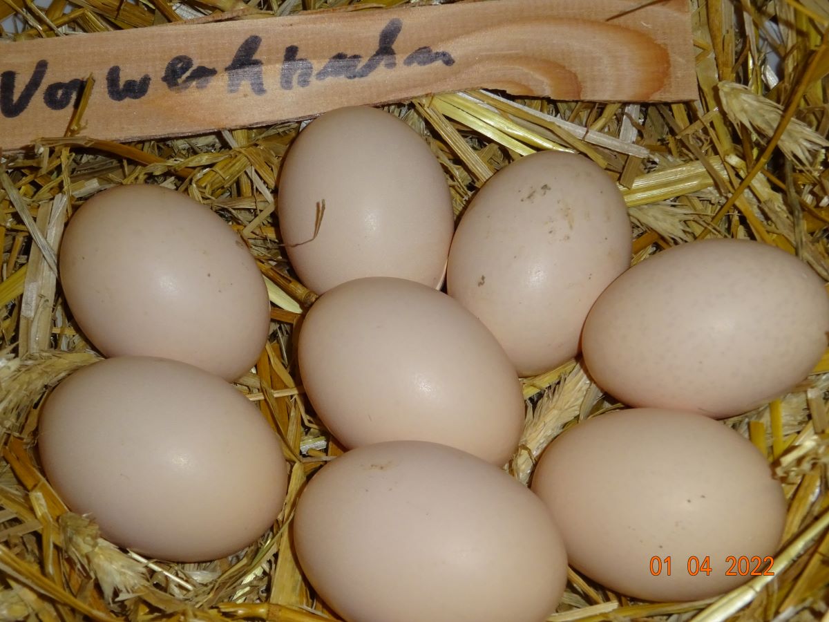 Vorwerk H&uuml;hner Bruteier, 01.04.2022