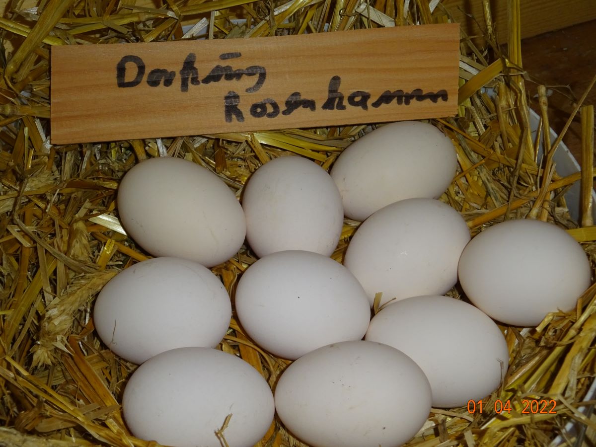 Dorking gold wildfarbig mit Rosenkamm Bruteier 55g-65g 01.04.2022