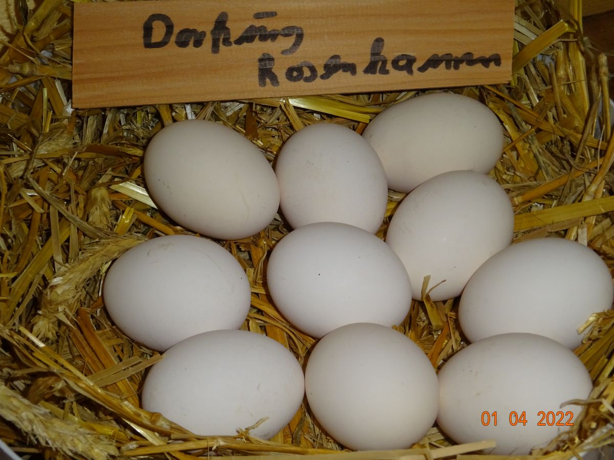 Dorking goldhalsig mit Rosenkamm Bruteier 55g-65g 01.04.2022