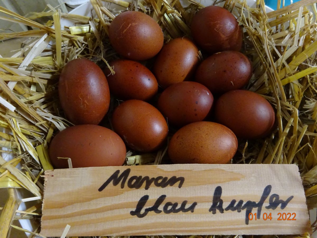 Maran blau kupfer Bruteietr 63g-72g 01.04.2022