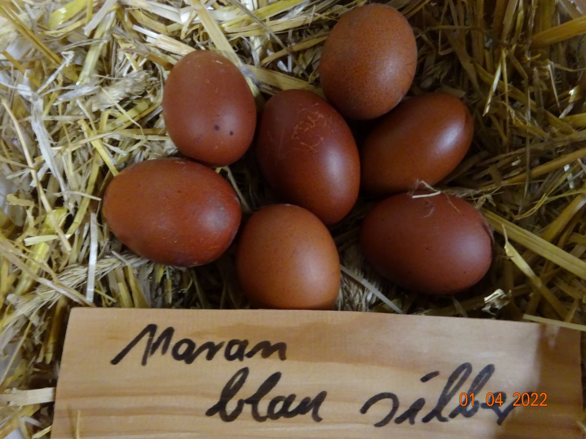 Maran blau silber Bruteier 62g-68g 01.04.2022