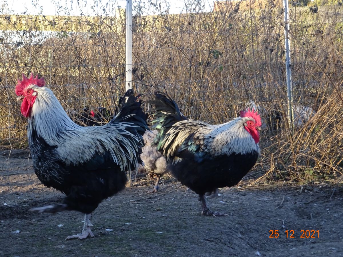 Maran schwarz silber Jungh&auml;hne, 25.12.2021. Es sind die gleichen Jungh&auml;hne wie auf dem unteren Bild.