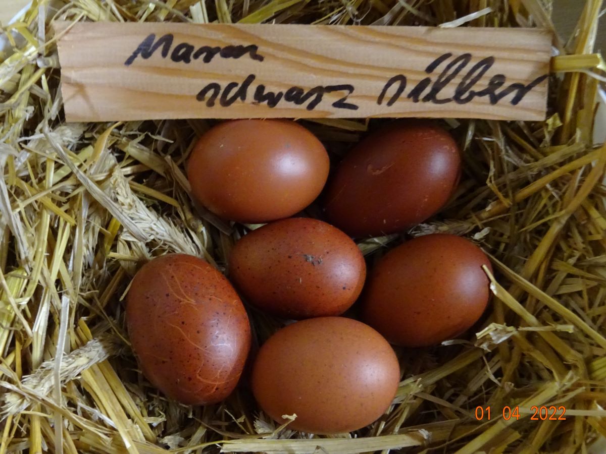 Maran schwarz silber Bruteier 63g-70g 01.04.2022