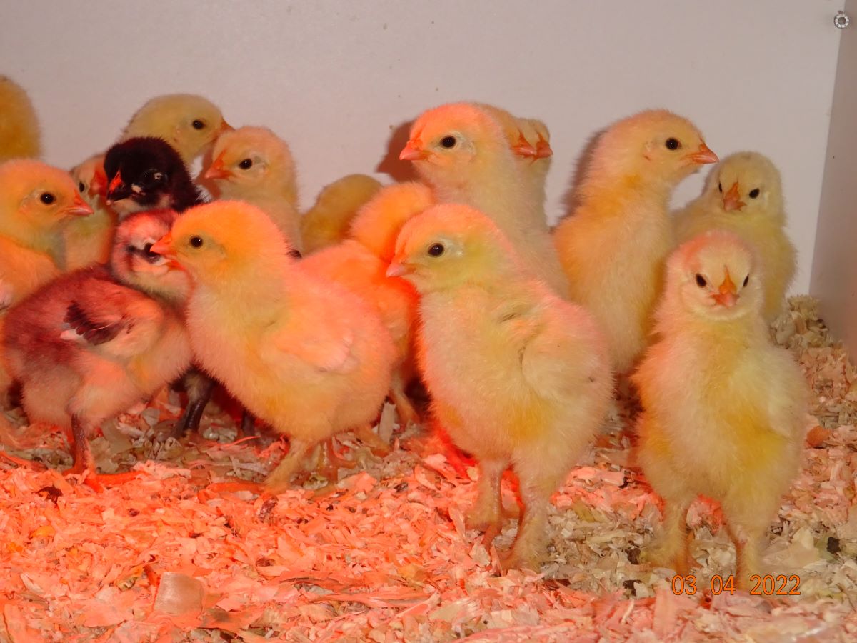 Sundheimer K&uuml;ken, 03.04.2022