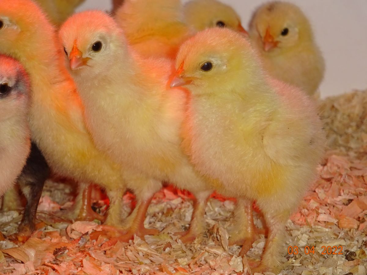 Sundheimer K&uuml;ken, 03.04.2022