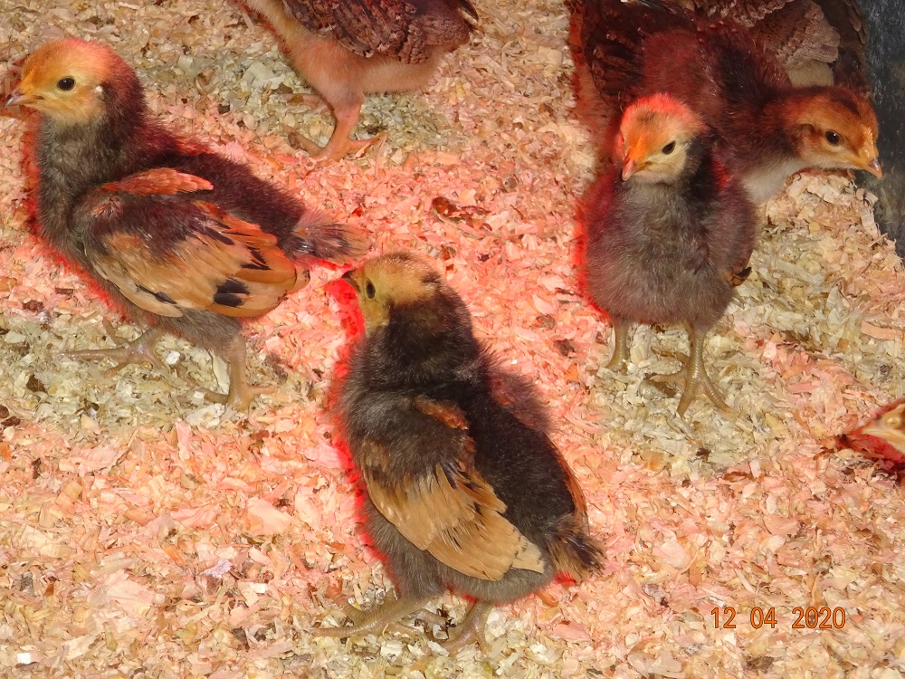 Vorwerkh&uuml;hner K&uuml;ken abzugeben. 12.04.2020