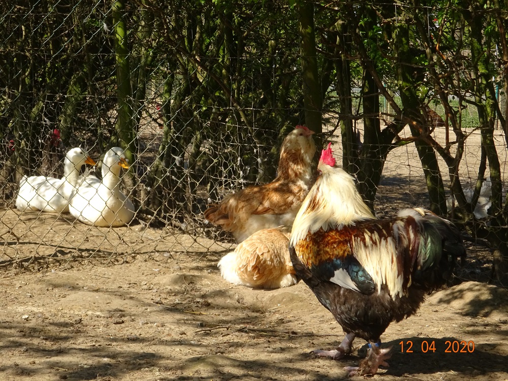 Deutsche Lachsh&uuml;hner, Bruteier & K&uuml;ken abzugeben. 12.04.2020