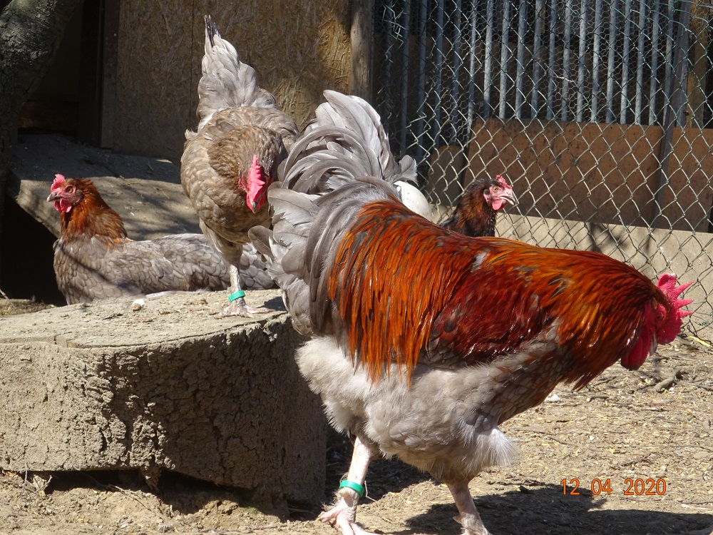 Maran blau kupfer, Bruteier & K&uuml;ken abzugeben. 12.04.2020