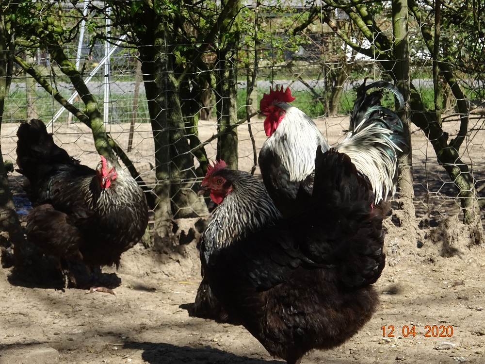 Maran schwarz silber, Bruteier & K&uuml;ken abzugeben. 12.04.2020