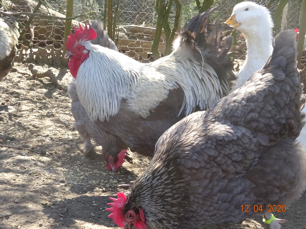 Maran blau silber, Bruteier & K&uuml;ken abzugeben. 12.04.2020