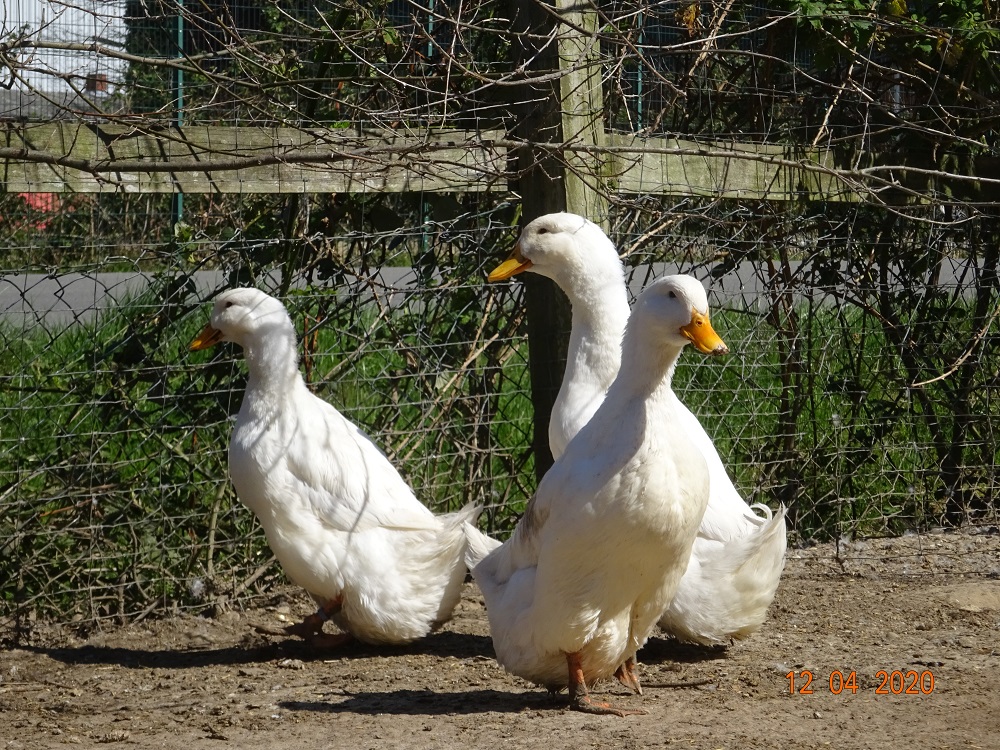 Deutsche Pekingenten, Zuchtstamm 3. 12.04.2020