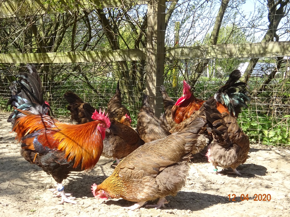 Dorking goldhalsig, Bruteier & K&uuml;ken abzugeben. 12.04.2020