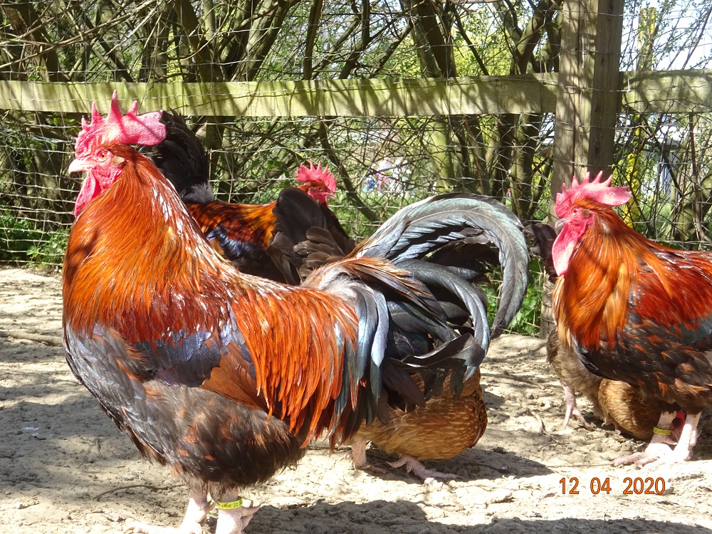 Dorking goldhalsig, Bruteier & K&uuml;ken abzugeben. 12.04.2020