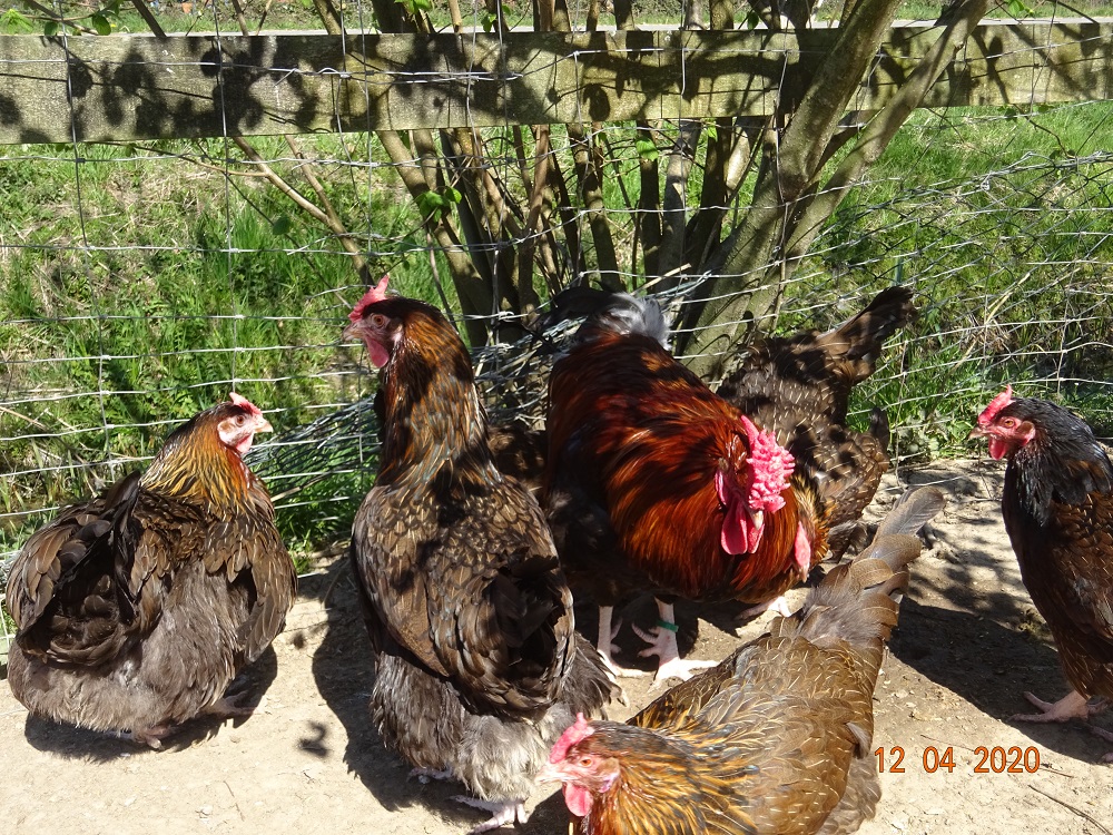 Dorking gold-wildfarbig mit Rosenkamm, Bruteier & K&uuml;ken abzugeben. 12.04.2020