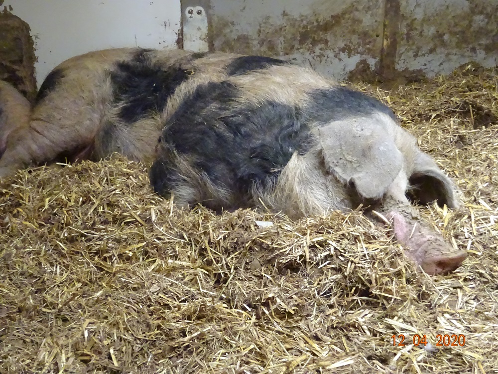 Buntes Bentheimer, unser Andi 12.04.2020