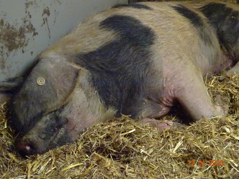 Buntes Bentheimer, unsere Dicke 12.04.2020