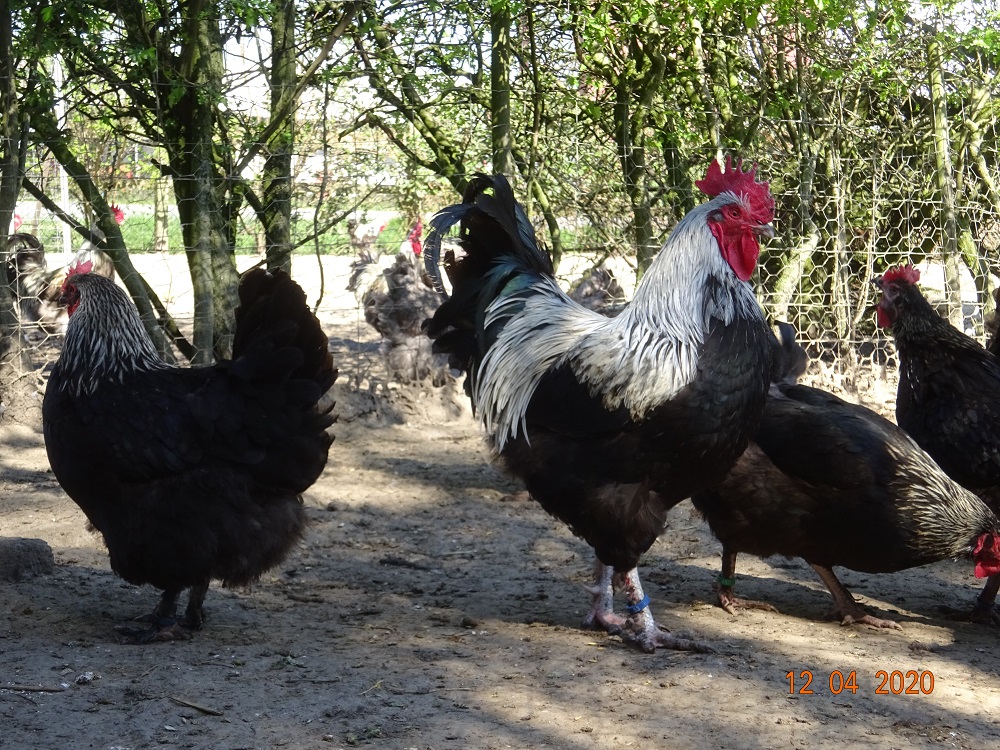 Maran schwarz silber, Bruteier & K&uuml;ken abzugeben. 12.04.2020